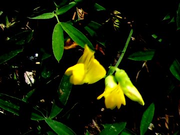 Lathyrus pratensis